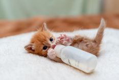 Los mejores nombres para tu nueva mascota. Foto: Shutterstock