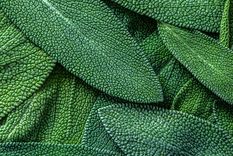 Las salvias son beneficiosas para el jardín Foto: Ph Shutterstock