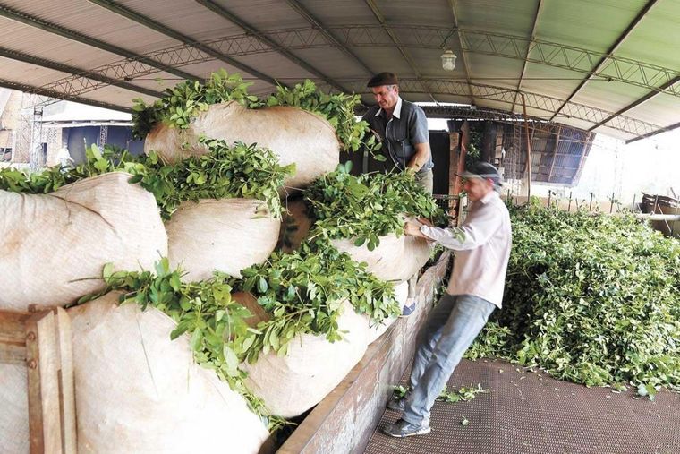 Los trabajadores de la yerba mate pretenden un precio por la hoja verde, que está muy lejos de la oferta de la industria. Ante la crisis del sector ahora también empiezan a emigrar.