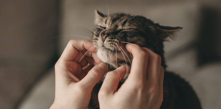 Descubre por qué los gatos ronronean Foto: Shutterstock