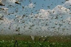 santa fe esta en alerta por una temible manga de feroces langostas