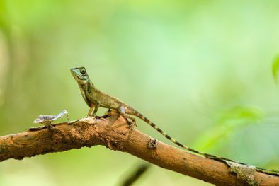 MDZol | lagartija Shutterstock