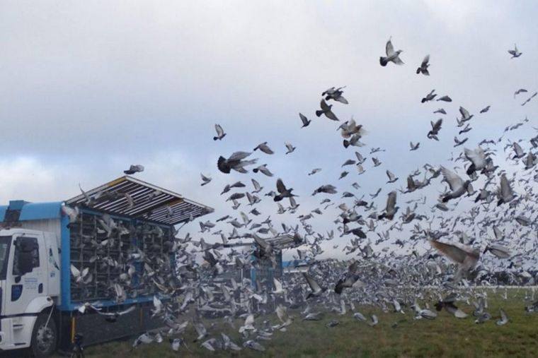 Soltaron 3500 palomas en Huinca Renancó en el marco de una competencia nacional Foto: Cabledigital