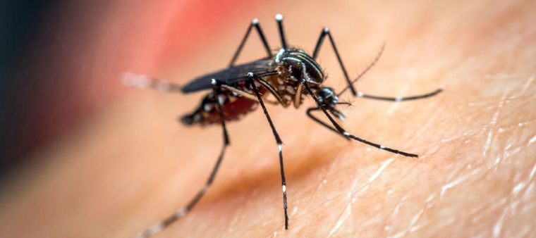 Santa Fe sumó dos muertes por dengue y se suma a la lista de provincias con casos fatales de esta enfermedad. Foto: Archivo