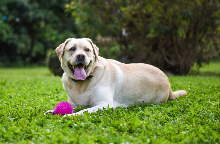 Mascotas Consejos para evitar la obesidad en tus perros Foto: Shutterstock