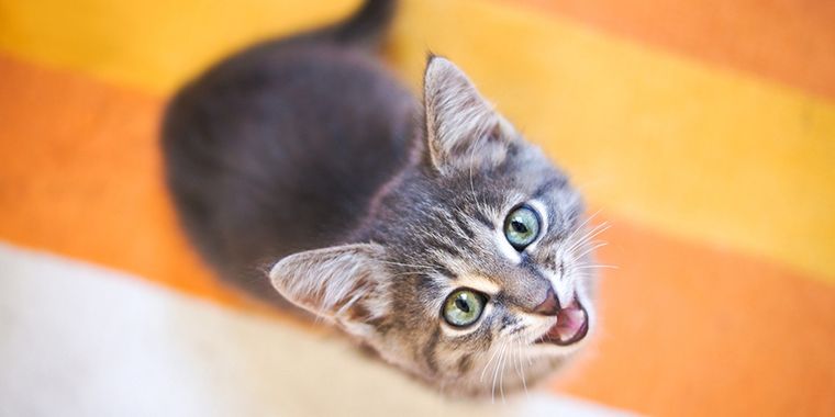 Los gatos deberían comer alimentos húmedos.