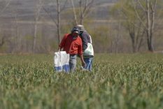 Las herramientas de conectividad inteligente permiten a las empresas agrícolas optimizar la gestión del agua y reducir el impacto de los desafíos climáticos. Foto: Ulises Naranjo / MDZ.