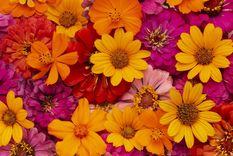 flores Se puede tener un jardín hermoso. Foto: Fuente: Freepik