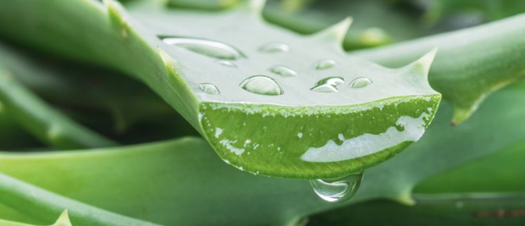 El aloe vera puede ayudar a fortalecer el sistema inmunológico y combatir las infecciones. Foto: Shutterstock