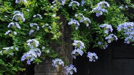 Esta planta se adapta a diversas condiciones en el jardín o balcón. Foto: Shutterstock Esta planta se adapta a diversas condiciones en el jardín o balcón. Foto: Shutterstock