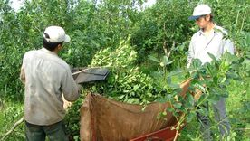 Por volumen exportado y por calidad, Argentina lidera el ránking de exportadores de yerba mate, superando este año a Brasil, la otra potencia regional. Por volumen exportado y por calidad, Argentina lidera el ránking de exportadores de yerba mate, superando este año a Brasil, la otra potencia regional.