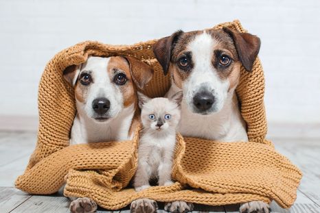 Los tips de especialistas para cuidar a las mascotas durante el invierno.