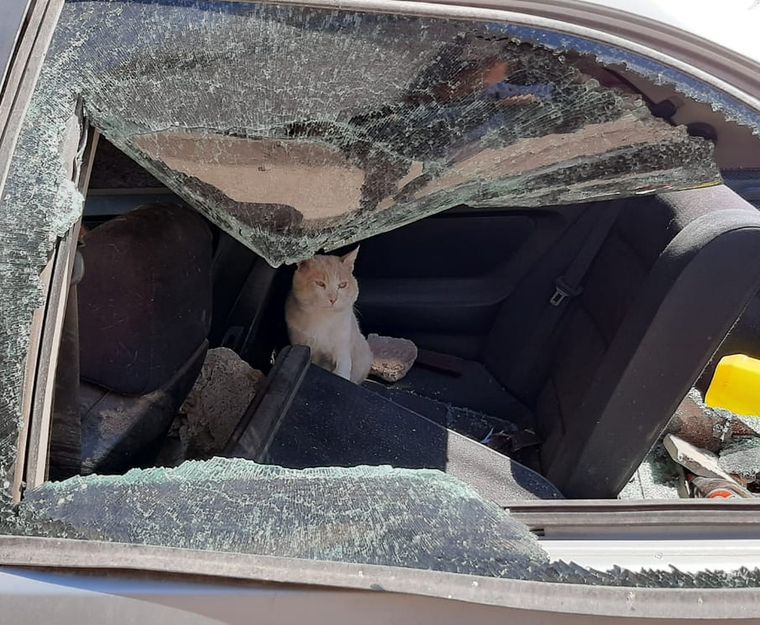 Destruido Algunas personas se acercaron al auto de Arancibia y lo hicieron pedazos. Un gato merodea por ahí.