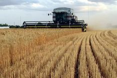 Frente a un planeta con más de 8000 millones de personas, el profesional de las ciencias agrarias, se enfrenta día a día a la toma de decisiones para encontrar soluciones, no solo alimentarias. Foto: MDZ