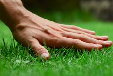 Para mantener un sistema de raíces sano que pueda resistir el calor y la sequía, no cortes el césped a menos de 5 - 7 centímetros. Foto: Safer Brand -  https://www.saferbrand.com/media/Articles/Safer-Brand/20-Lawn-Pests-and-How-to-Fight-Them.jpg