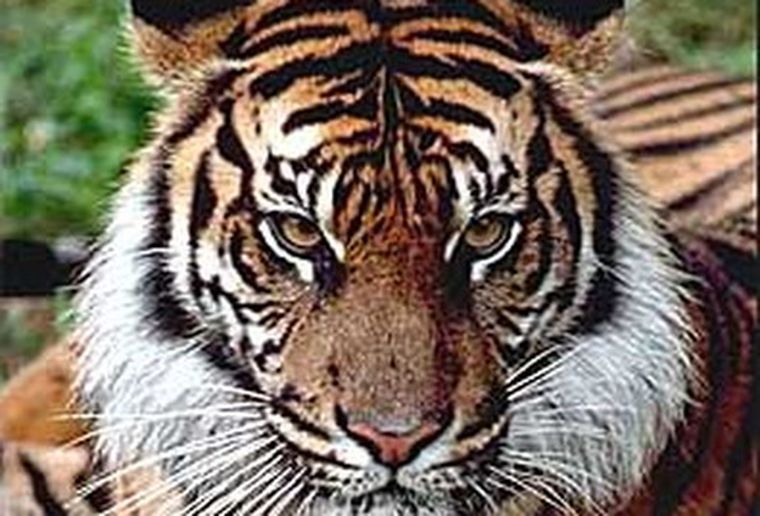 Ejemplar de tigre. Foto: web