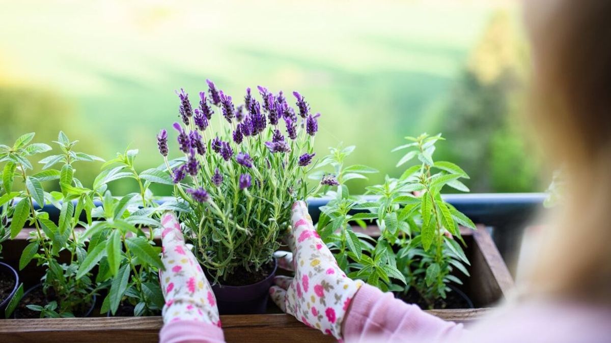 Plantas mágicas que mantienen a los insectos lejos de tu hogar y tu jardín