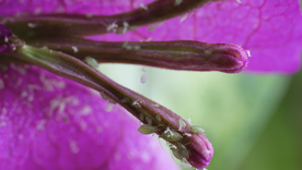 Un truco de jardinería económico y efectivo para proteger tus plantas. Foto: Shutterstock Un truco de jardinería económico y efectivo para proteger tus plantas. Foto: Shutterstock