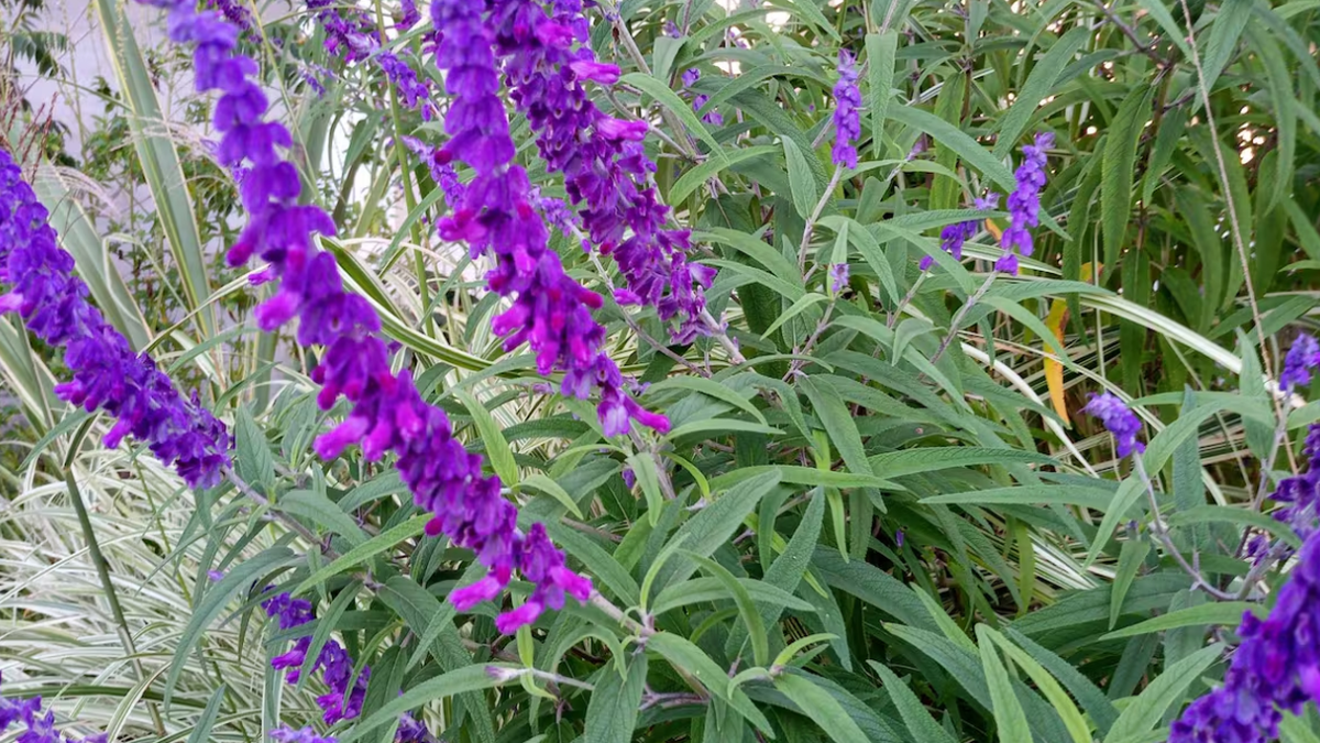 Las tres plantas de floración extendida para tener color en 