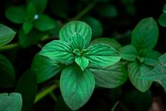 La planta que funciona como repelente.&nbsp;