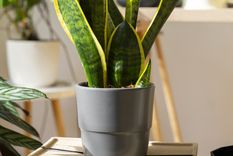 La planta estará radiante con este truco. Fuente: Freepik.