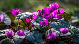 Hay plantas capaces de florecer durante los meses más fríos y mantener vivos patios, balcones y jardines.
