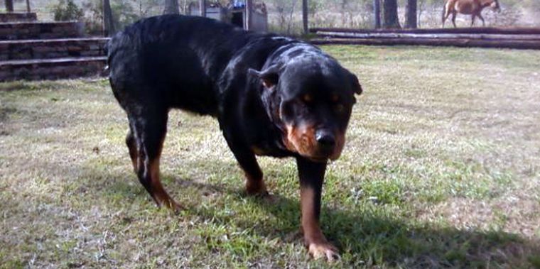 Rottweillers, la raza que atacó a la niña. Foto: Web