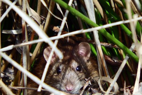 Cómo alejar ratas sin dañarlas. Foto: Wunderstock Cómo alejar ratas sin dañarlas. Foto: Wunderstock