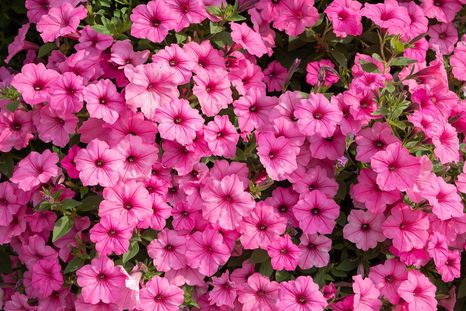 Esta planta es ideal para decorar el jardín o el balcón. Esta planta es ideal para decorar el jardín o el balcón.