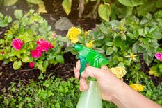 JARDÍN Hay insecticidas capaces de repeler toda plaga Foto: Shutterstock