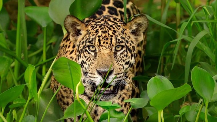 El tráfico de partes de jaguar no es solo un problema de conservación, sino de crimen organizado, afirmó Andrea Crosta. Foto: SCIENCE PHOTO LIBRARY