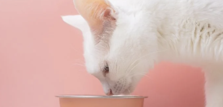 Este alimento es el que nunca deberías darle a tu gato Foto: Shutterstock