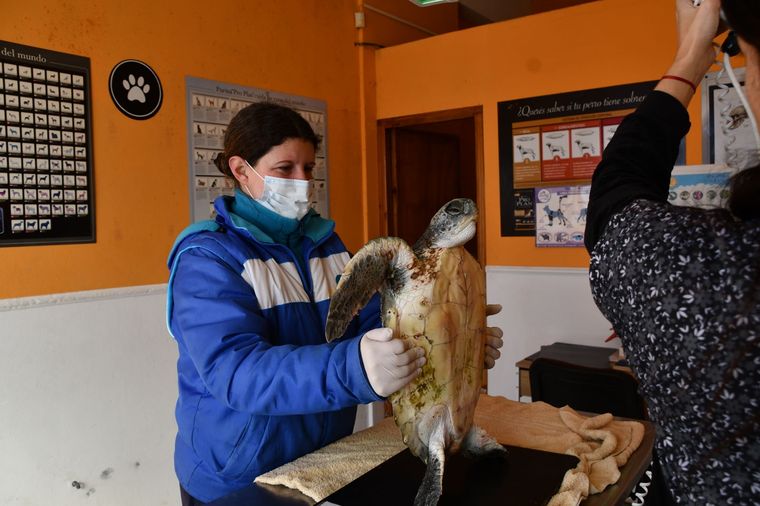 La tortuga rescatada fue reinsertada al mar Foto: Fundación Mundo Marino