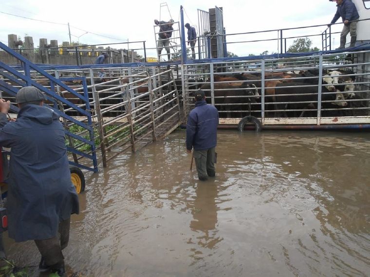 Dificultades para trasladar la hacienda en Entre Ríos frente a la crecida del río Paraná. Foto: Comunidad Islera Asoc Civil