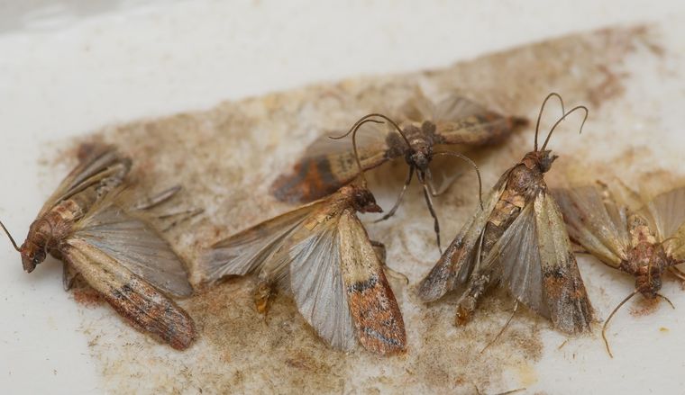 Con este tip de limpieza eliminarás para siempre a las polillas de la despensa Foto: Shutterstock