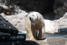 Foto: Nacho Gaffuri / MDZ