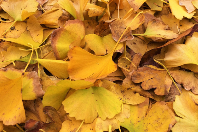 Es muy común que las plantas tengan algunas de sus hojas amarillas. Foto: Pixabay - pixabay.com