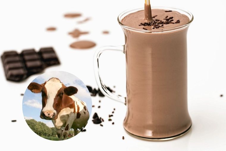 Leche chocolatada, vacas marrones, EEUU