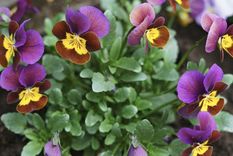 Esta planta resiste las temperaturas bajas de invierno. Foto: Shutterstock