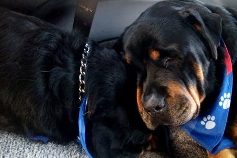 Conmovedor: un rottweiler llora a su hermano muerto
