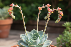 Una planta hermosa. Fuente: IA Gemini.