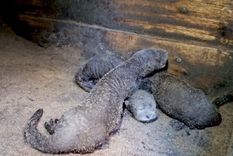 Foto: Captura de video Fundación Rewilding Argentina