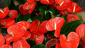 El Anturio es una planta ideal para decorar el hogar. El Anturio es una planta ideal para decorar el hogar.