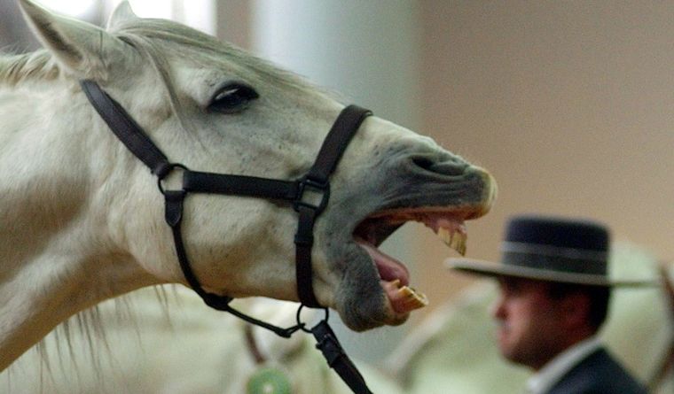 Hace milenios, los hombres domesticaron caballos y la historia cambió. Foto: Efe.