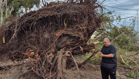 En San Martín se reportaron al menos 100 eventos de ramas y árboles caídos. En San Martín se reportaron al menos 100 eventos de ramas y árboles caídos.