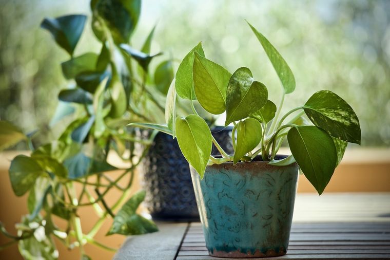 El potus es una planta noble e ideal para decorar los rincones del hogar pero también hay otras opciones que podemos elegir. Foto: Pixabay
