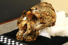 El cráneo de dos millones de años pertenece a la especie Paranthropus robustus.