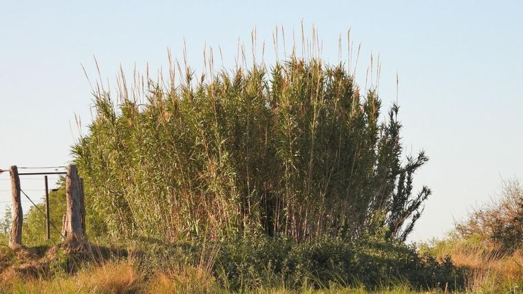 Esta planta promete ser una alternativa a los combustibles fósiles y un aliado contra el cambio climático. Foto: EcoRegistros