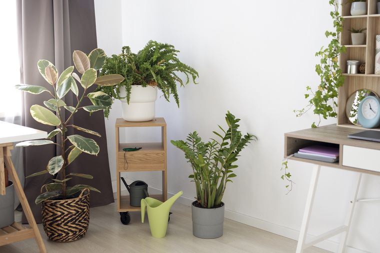 Las mejores plantas para la entrada, según los que saben de jardinería y Feng Shui. Fuente: Freepik.