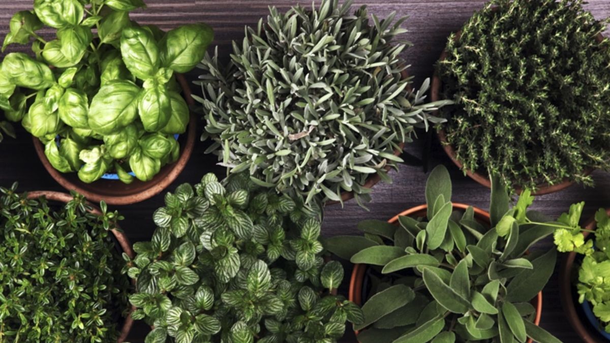 Las plantas que sirven para ahuyentar cucarachas gracias a su fuerte aroma